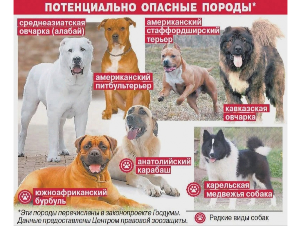 Потенциально опасные собаки рф. Список опасных пород собак в России 2021. Список потенциально опасных собак. 12 Потенциально опасных пород собак в России. Список опасных пород собак в России 2023.